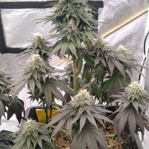BC Godbud #4 growlog timeline photo