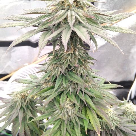 BC Godbud #4 growlog timeline photo