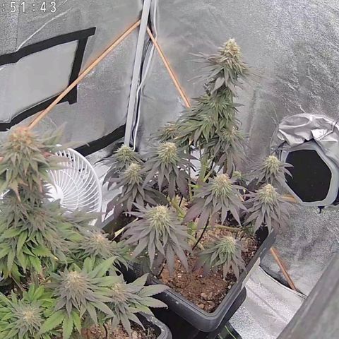 BC Godbud #4 growlog timeline photo