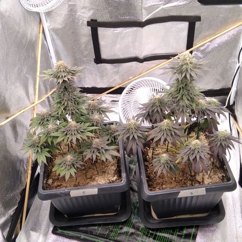 BC Godbud #4 growlog timeline photo