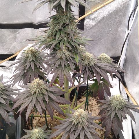 BC Godbud #4 growlog timeline photo