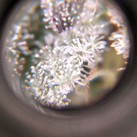 BC Godbud #4 growlog timeline photo