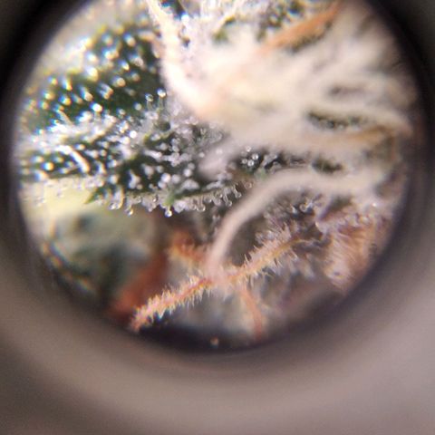 BC Godbud #4 growlog timeline photo