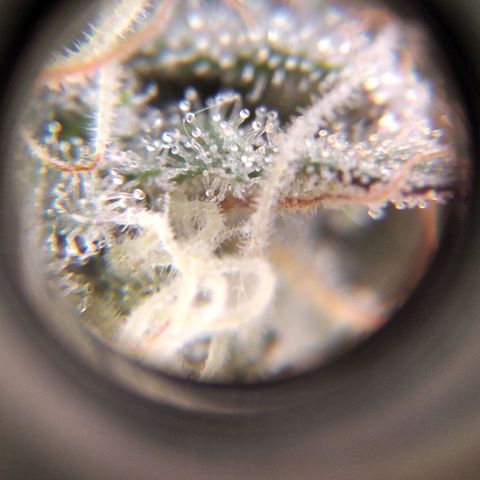 BC Godbud #4 growlog timeline photo
