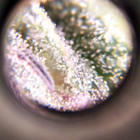 BC Godbud #4 growlog timeline photo