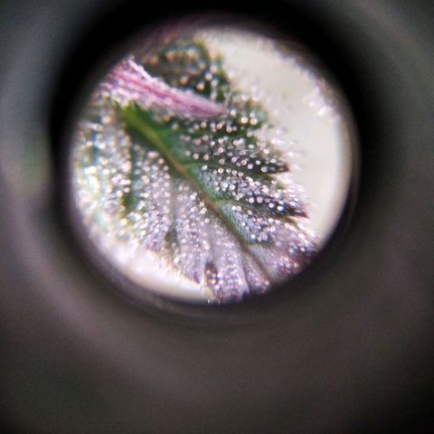 BC Godbud #4 growlog timeline photo