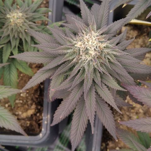 BC Godbud #4 growlog timeline photo