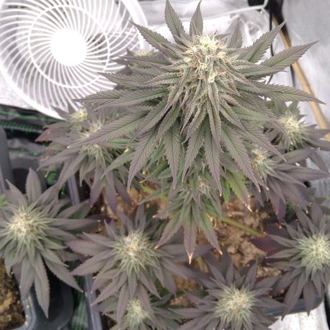 BC Godbud #4 growlog timeline photo