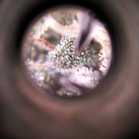 BC Godbud #4 growlog timeline photo