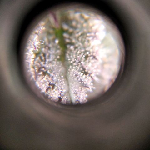 BC Godbud #4 growlog timeline photo