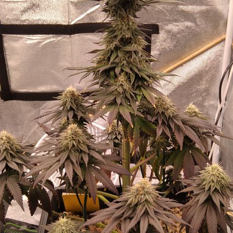 BC Godbud #4 growlog timeline photo