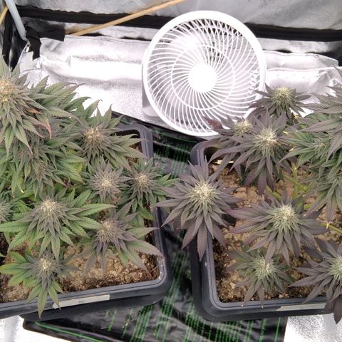 BC Godbud #4 growlog timeline photo