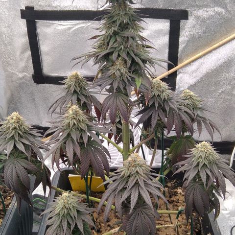 BC Godbud #4 growlog timeline photo