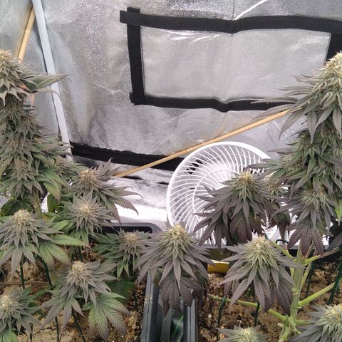 BC Godbud #4 growlog timeline photo