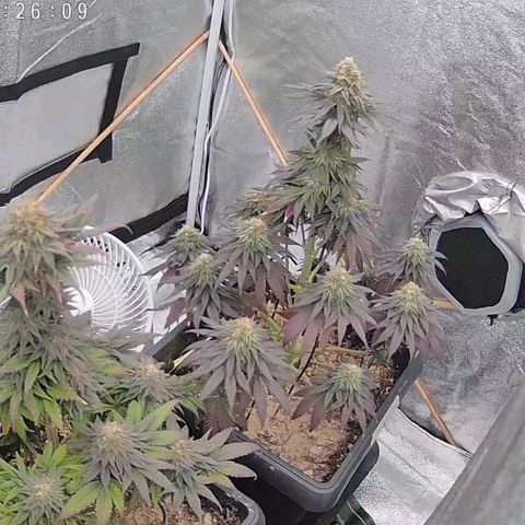 BC Godbud #4 growlog timeline photo