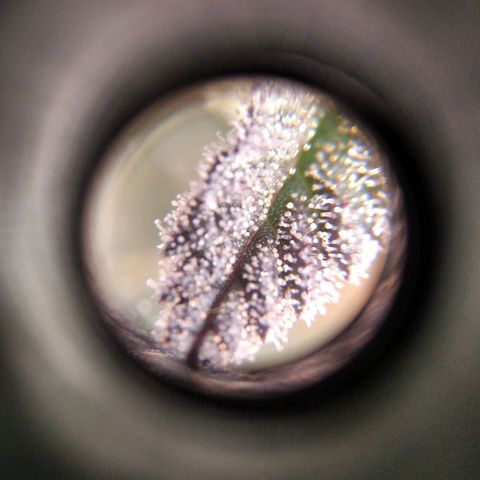BC Godbud #4 growlog timeline photo