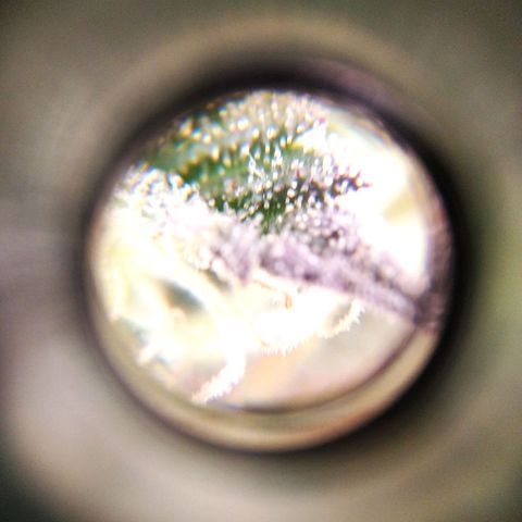 BC Godbud #4 growlog timeline photo