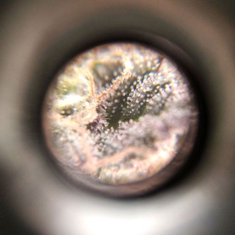 BC Godbud #4 growlog timeline photo