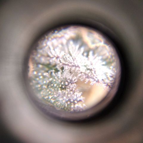 BC Godbud #4 growlog timeline photo