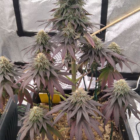 BC Godbud #4 growlog timeline photo