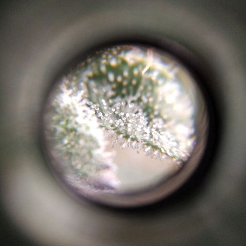 BC Godbud #4 growlog timeline photo