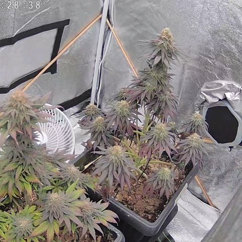 BC Godbud #4 growlog timeline photo