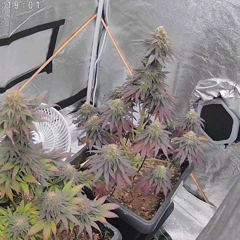 BC Godbud #4 growlog timeline photo