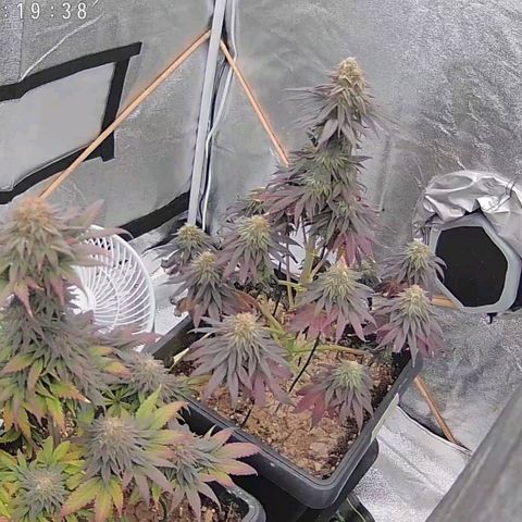 BC Godbud #4 growlog timeline photo