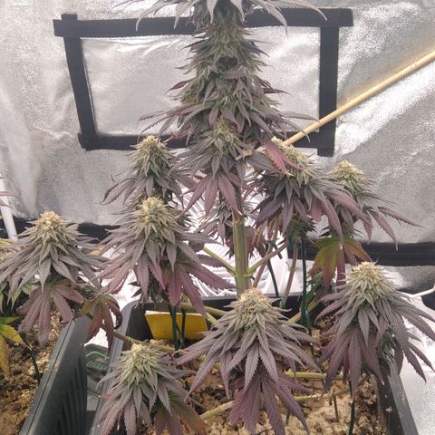 BC Godbud #4 growlog timeline photo