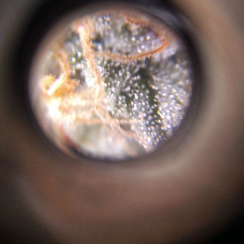 BC Godbud #4 growlog timeline photo
