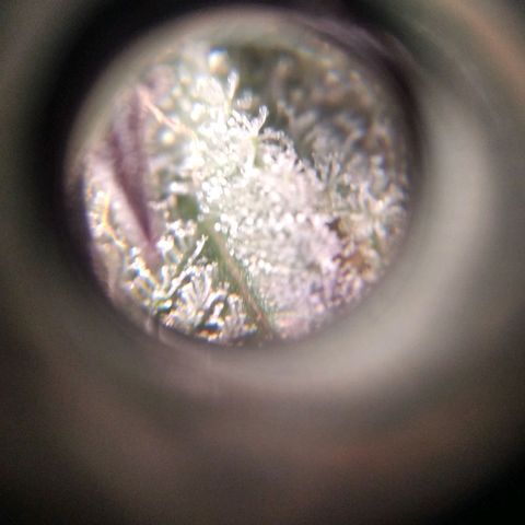 BC Godbud #4 growlog timeline photo