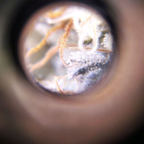 BC Godbud #4 growlog timeline photo