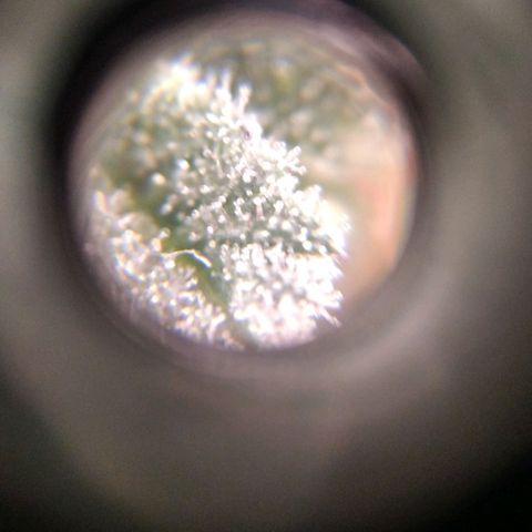 BC Godbud #4 growlog timeline photo