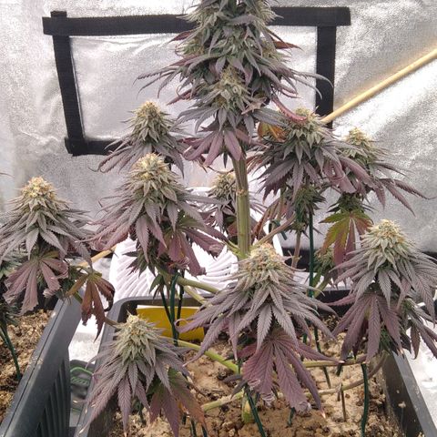 BC Godbud #4 growlog timeline photo