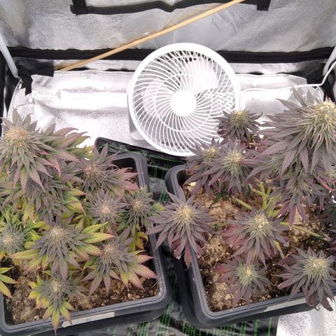 BC Godbud #4 growlog timeline photo
