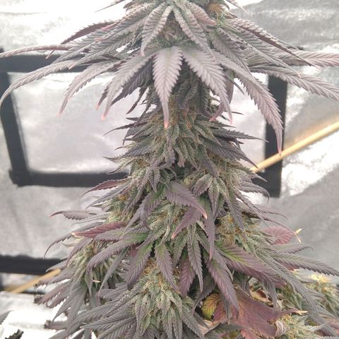BC Godbud #4 growlog timeline photo