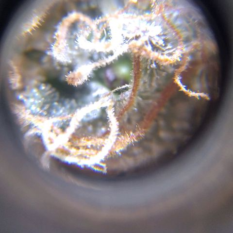 BC Godbud #4 growlog timeline photo