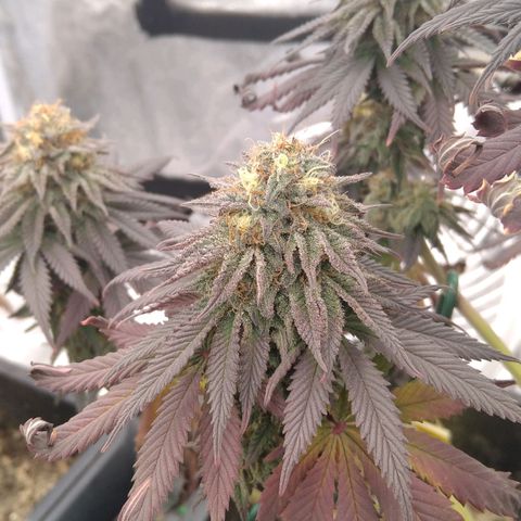 BC Godbud #4 growlog timeline photo