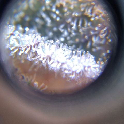 BC Godbud #4 growlog timeline photo