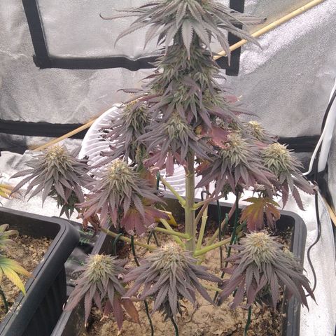 BC Godbud #4 growlog timeline photo