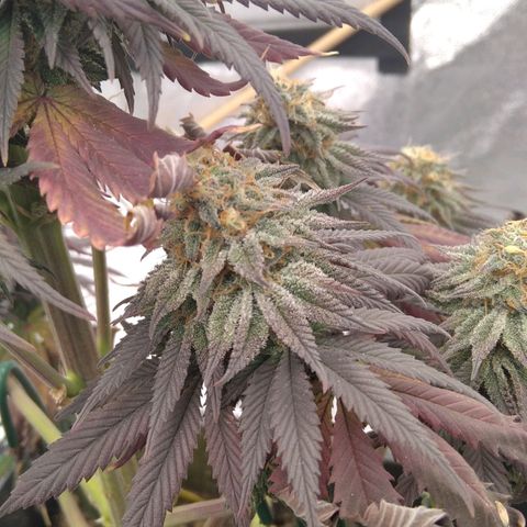 BC Godbud #4 growlog timeline photo