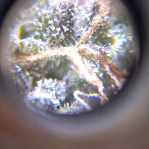BC Godbud #4 growlog timeline photo