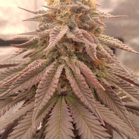 BC Godbud #4 growlog timeline photo