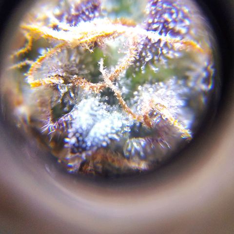 BC Godbud #4 growlog timeline photo