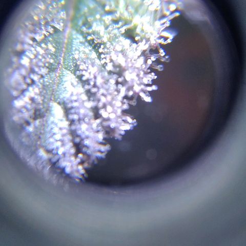 BC Godbud #4 growlog timeline photo