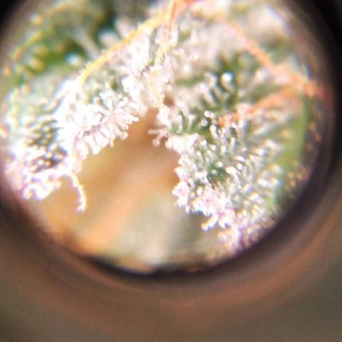 BC Godbud #4 growlog timeline photo
