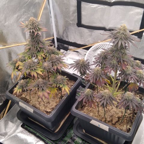 BC Godbud #4 growlog timeline photo