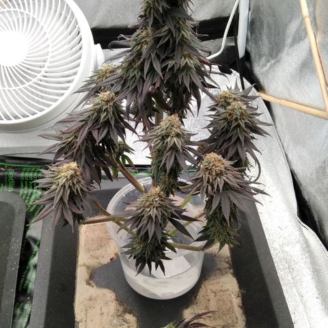 BC Godbud #4 growlog timeline photo