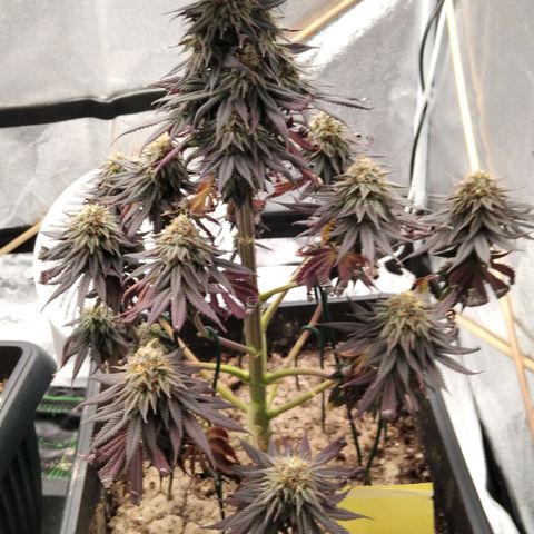 BC Godbud #4 growlog timeline photo