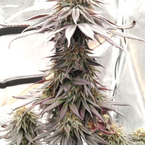 BC Godbud #4 growlog timeline photo